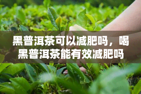 黑普洱茶可以减肥吗，喝黑普洱茶能有效减肥吗？科学解析与实证研究