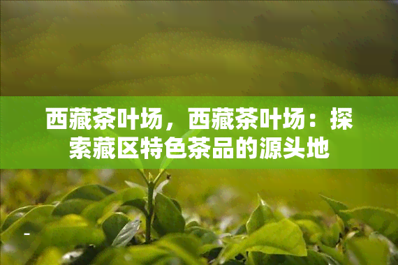  *** 茶叶场， *** 茶叶场：探索藏区特色茶品的源头地