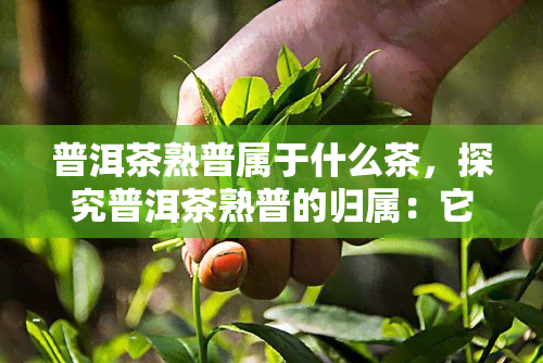 普洱茶熟普属于什么茶，探究普洱茶熟普的归属：它属于哪种茶类？