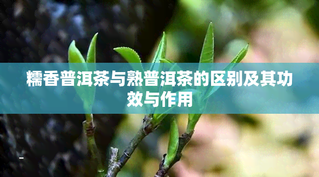 糯香普洱茶与熟普洱茶的区别及其功效与作用