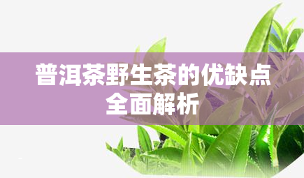 普洱茶野生茶的优缺点全面解析