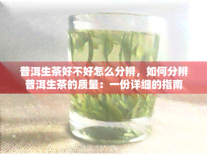 普洱生茶好不好怎么分辨，如何分辨普洱生茶的质量：一份详细的指南