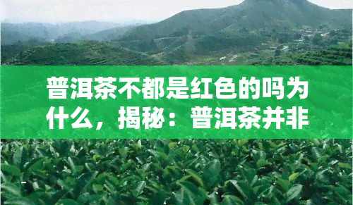 普洱茶不都是红色的吗为什么，揭秘：普洱茶并非全为红色，为何会出现不同颜色？