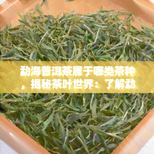 勐海普洱茶属于哪类茶种，揭秘茶叶世界：了解勐海普洱茶的类别归属