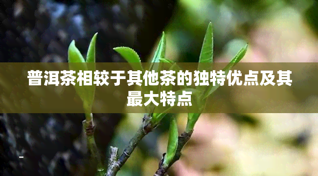 普洱茶相较于其他茶的独特优点及其更大特点