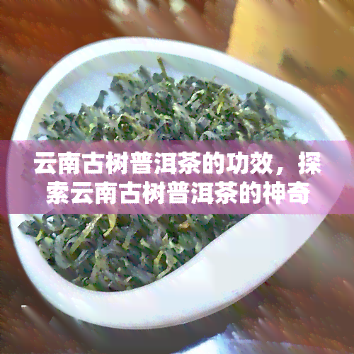 云南古树普洱茶的功效，探索云南古树普洱茶的神奇功效