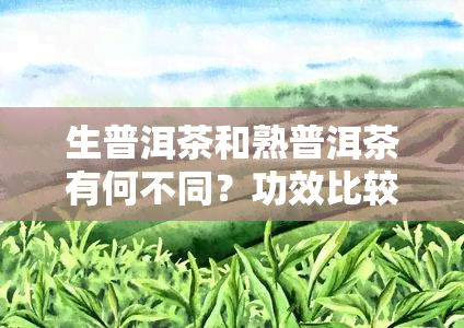 生普洱茶和熟普洱茶有何不同？功效比较与选择建议