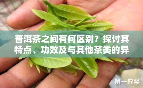 普洱茶之间有何区别？探讨其特点、功效及与其他茶类的异同