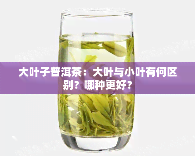 大叶子普洱茶：大叶与小叶有何区别？哪种更好？