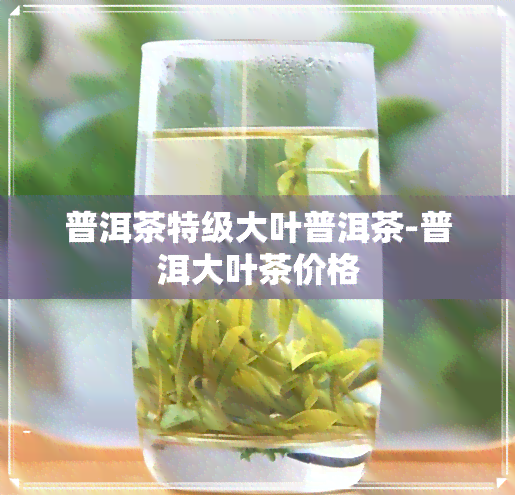 普洱茶特级大叶普洱茶-普洱大叶茶价格