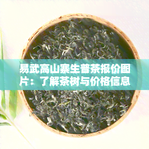 易武高山寨生普茶报价图片：了解茶树与价格信息