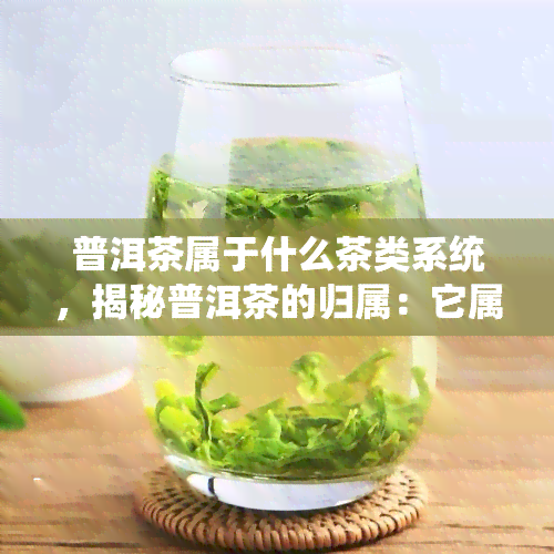 普洱茶属于什么茶类系统，揭秘普洱茶的归属：它属于哪个茶类系统？