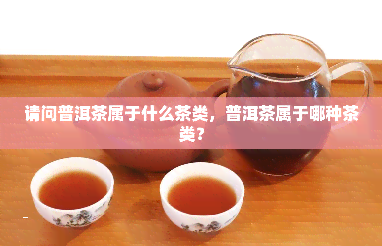 请问普洱茶属于什么茶类，普洱茶属于哪种茶类？