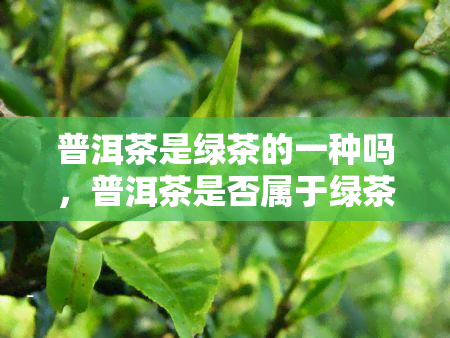 普洱茶是绿茶的一种吗，普洱茶是否属于绿茶？探讨其分类归属