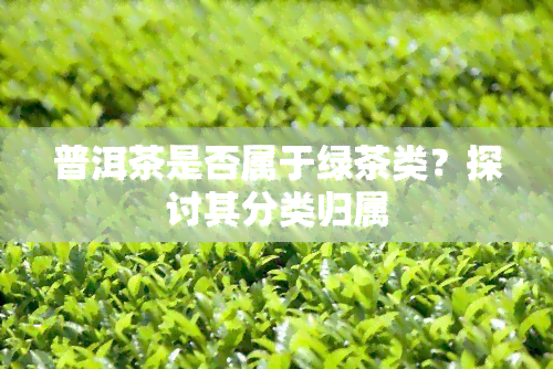 普洱茶是否属于绿茶类？探讨其分类归属