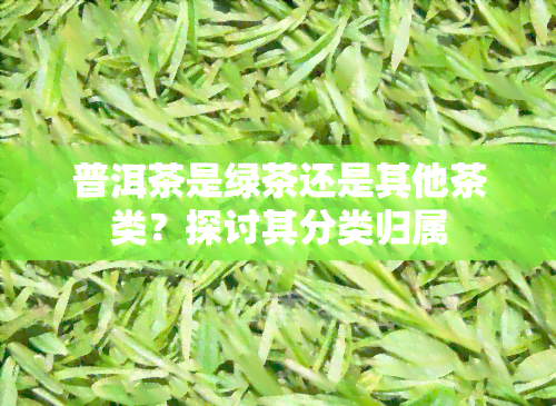 普洱茶是绿茶还是其他茶类？探讨其分类归属