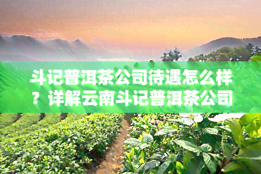 斗记普洱茶公司待遇怎么样？详解云南斗记普洱茶公司简介