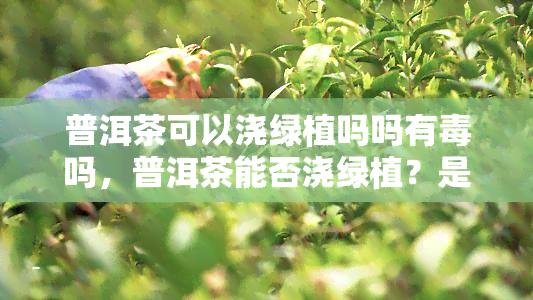 普洱茶可以浇绿植吗吗有吗，普洱茶能否浇绿植？是否有？