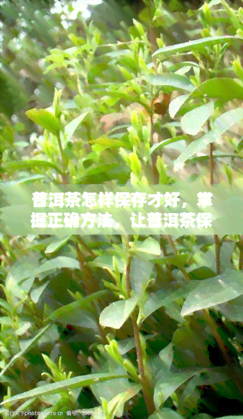 普洱茶怎样保存才好，掌握正确方法，让普洱茶保持状态的保存技巧