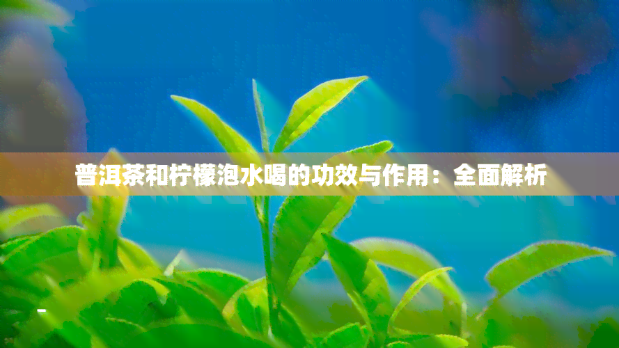 普洱茶和柠檬泡水喝的功效与作用：全面解析