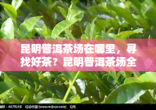 昆明普洱茶场在哪里，寻找好茶？昆明普洱茶场全攻略！