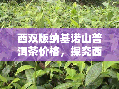 西双版纳基诺山普洱茶价格，探究西双版纳基诺山普洱茶的市场价格与品质关系