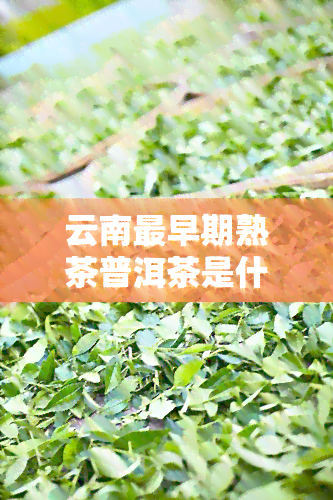 云南最早期熟茶普洱茶是什么，揭秘云南最早期的熟茶普洱茶