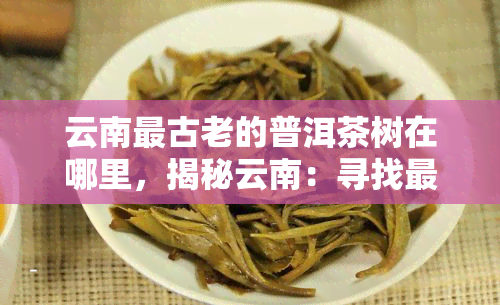 云南最古老的普洱茶树在哪里，揭秘云南：寻找最古老普洱茶树的神秘之地