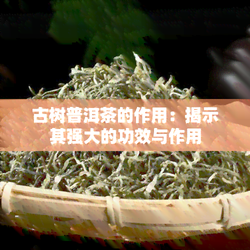 古树普洱茶的作用：揭示其强大的功效与作用