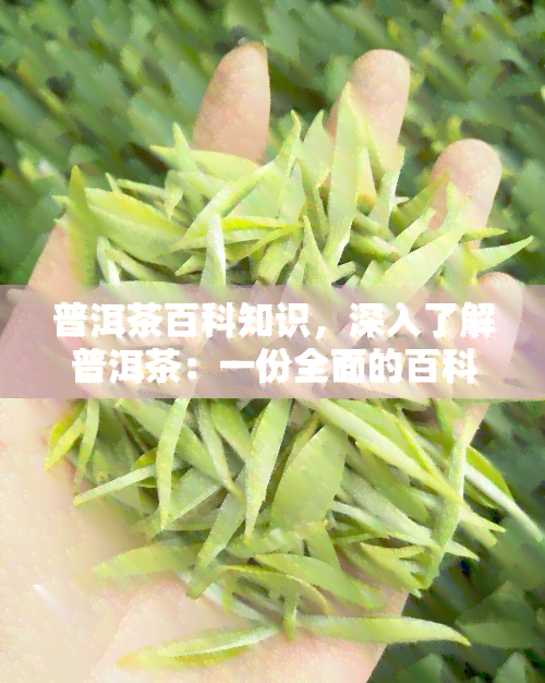 普洱茶百科知识，深入了解普洱茶：一份全面的百科知识指南