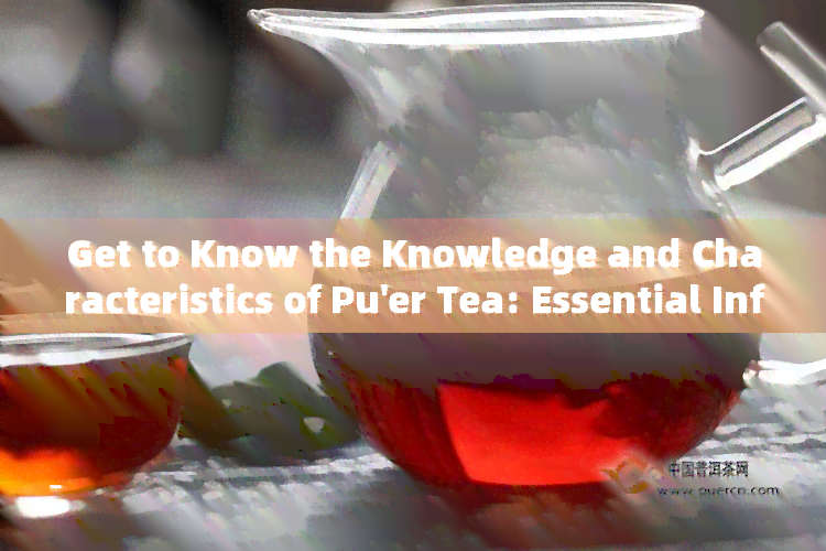 Get to Know the Knowledge and Characteristics of Pu'er Tea: Essential Information You Need to Understand