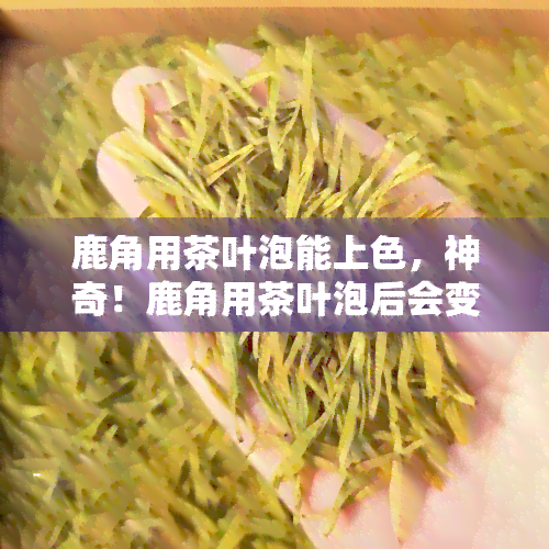 鹿角用茶叶泡能上色，神奇！鹿角用茶叶泡后会变色，这是怎么回事？