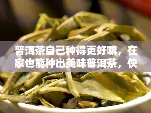 普洱茶自己种得更好嘛，在家也能种出美味普洱茶，快来学吧！