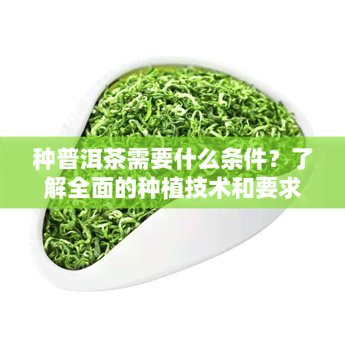 种普洱茶需要什么条件？了解全面的种植技术和要求