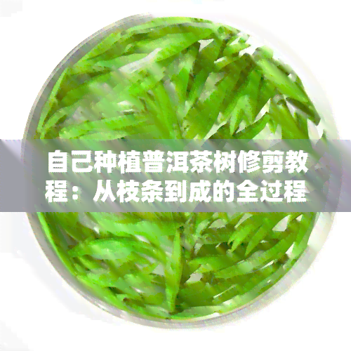 自己种植普洱茶树修剪教程：从枝条到成的全过程