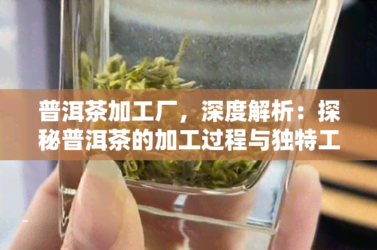 普洱茶加工厂，深度解析：探秘普洱茶的加工过程与独特工艺