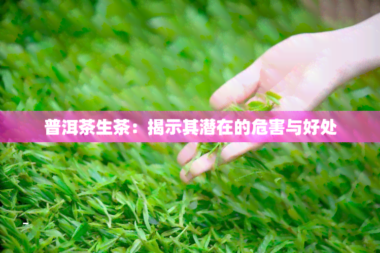 普洱茶生茶：揭示其潜在的危害与好处