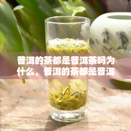 普洱的茶都是普洱茶吗为什么，普洱的茶都是普洱茶吗？原因解析