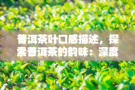 普洱茶叶口感描述，探索普洱茶的韵味：深度解析其独特口感