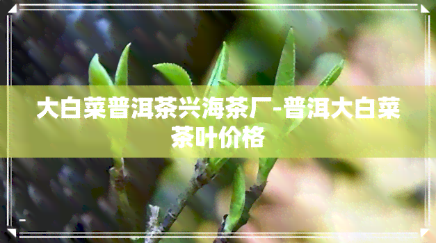 大白菜普洱茶兴海茶厂-普洱大白菜茶叶价格