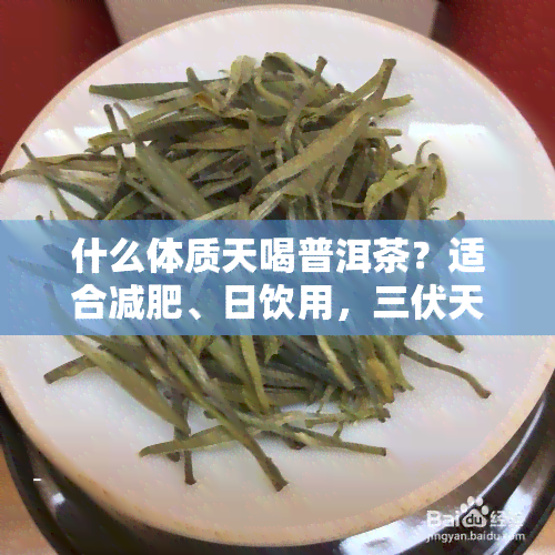 什么体质天喝普洱茶？适合减肥、日饮用，三伏天也适宜！