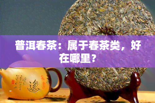 普洱春茶：属于春茶类，好在哪里？