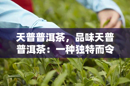 天普普洱茶，品味天普普洱茶：一种独特而令人回味的茶饮体验