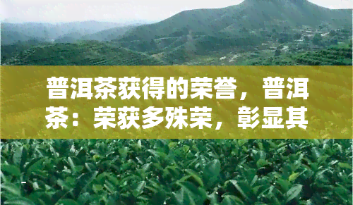 普洱茶获得的荣誉，普洱茶：荣获多殊荣，彰显其独特魅力与价值