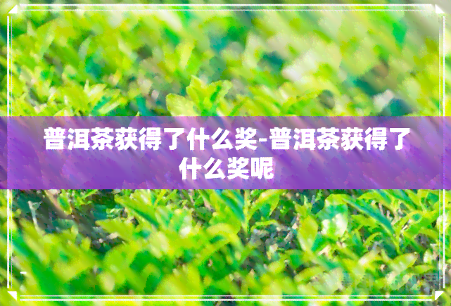 普洱茶获得了什么奖-普洱茶获得了什么奖呢