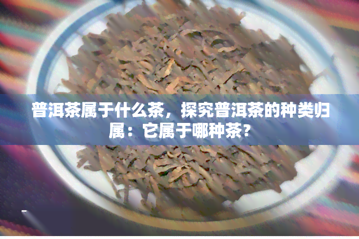 普洱茶属于什么茶，探究普洱茶的种类归属：它属于哪种茶？