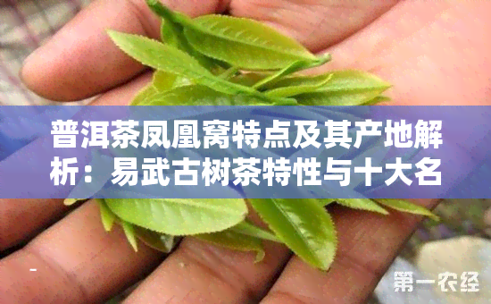 普洱茶凤凰窝特点及其产地解析：易武古树茶特性与十大名牌比较