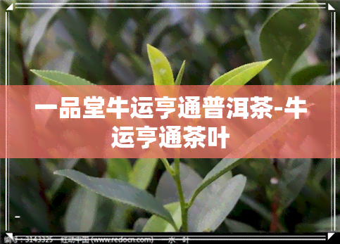 一品堂牛运亨通普洱茶-牛运亨通茶叶