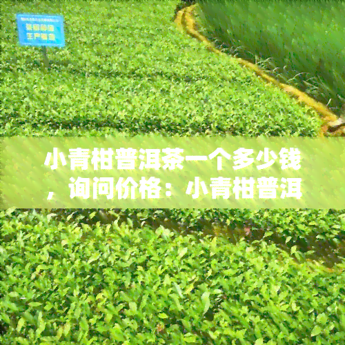 小青柑普洱茶一个多少钱，询问价格：小青柑普洱茶每个的售价是多少？