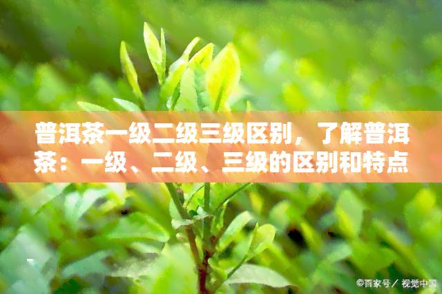 普洱茶一级二级三级区别，了解普洱茶：一级、二级、三级的区别和特点